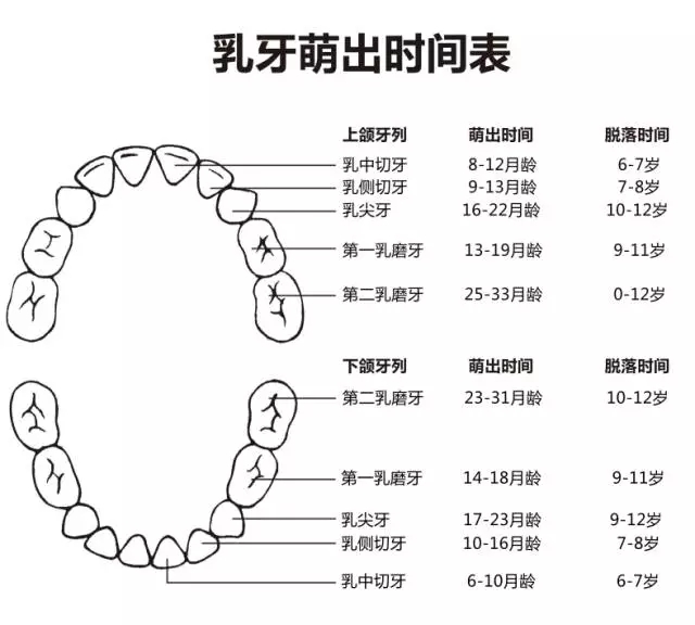 尚佳專業(yè)月嫂丨何時(shí)長(zhǎng)牙才算正常？